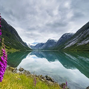 Wild flowers on shores of Jolstravatnet lake under storm clouds, Jolster, Sogn og