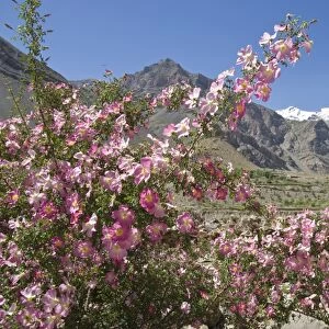 Wild rose shrub in blossom with mountains beyond