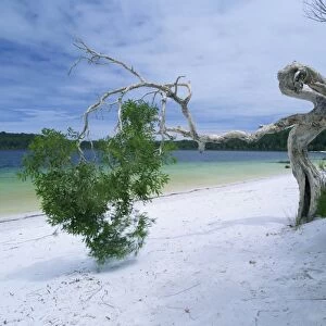 Wind blown tree on beach of Lake Birrabee, Fraser Island, UNESCO World Heritage Site