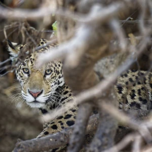 Young Jaguar (Panthera onca) in a tree, Cuiaba River, Pantanal, Mato Grosso, Brazil