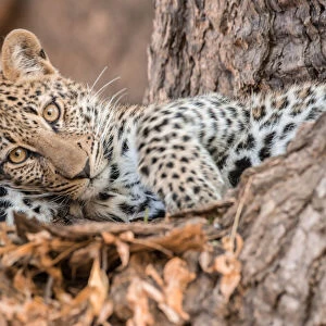Young leopard resting in a tree, South Luangwa National Park, Zambia, Africa