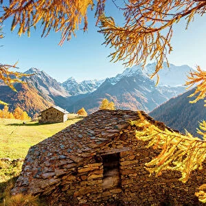 Autumn at Alpe dell'Oro, Malenco Valley, Valtellina, Sondrio, Lombardy, Italy