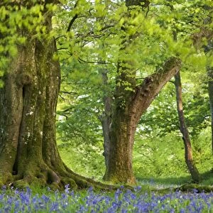 Beech and Oak trees above a carpet of bluebells in a woodland, Blackbury Camp, Devon, England