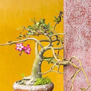 Bonsai tree in one of the Chinese temples of Hoi An, Vietnam