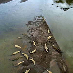 Costa Rica, Saltwater Crocodiles, Rio Tarcoles, Carara Wildlife Refuge