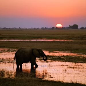 An elephant at sunset on the Chobe River