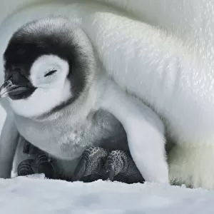 Emperor penguin chicks on parents feet - Antarctica, Antarctic Peninsula