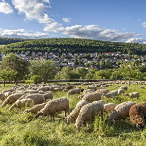 Flock of sheep near Engenhahn in the Rheingau-Taunus Nature Park, Niedernhausen, Hesse