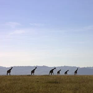 Giraffes on African Savannah, Lewa Wildlife Conservancy, Kenya
