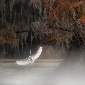 Great egret in Caddo Lake, Texas, USA