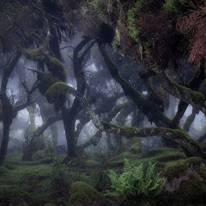 Harenna forest in Bale Mountains National Park, Ethiopia