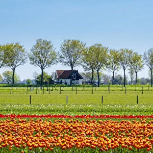 Netherlands, North Holland, Ursem. Tulips in bloom in front of a rural farm