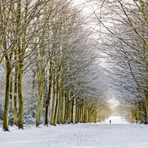 Person on Avenue of Beech Trees in Winter, Felbrigg Estate, Norfolk, England