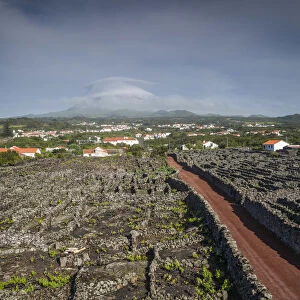 Portugal, Azores, Pico Island, Criacao Velha, country road among vineyards in volcanic