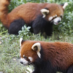 Red pandas at Giant Panda Breeding Research Base, Chengdu, Sichuan, China