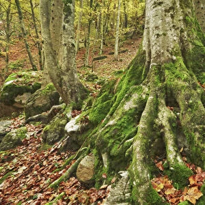 Rootstock of spruce with moss - Austria, Carinthia, Hermagor, Garnitzenklamm - Alps