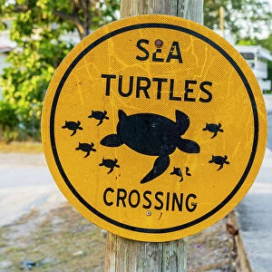 Sea Turtles crossing sign, Paynes Beach, Barbados, Caribbean