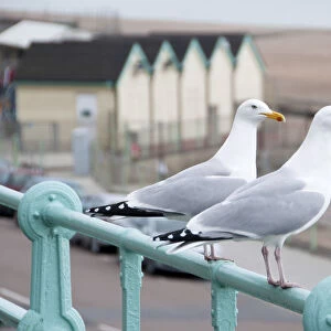 Seagulls, Brighton, Sussex, UK
