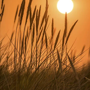 Sunset in the dunes in the Ellenbogen nature reserve, Sylt, Schleswig-Holstein, Germany