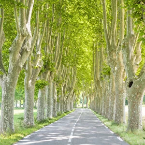Sycamore Tree-lined Road, Provence, France