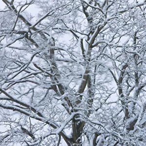 Tree covered in snow, Gloucestershire, UK