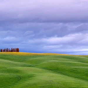 Tuscan landscape, rolling hills with wheat fields and cypress trees
