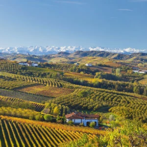 Vineyards, nr Alba, Langhe, Piedmont (or Piemonte or Piedmonte), Italy