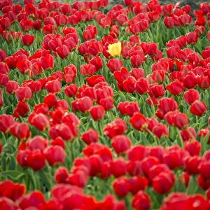 One yellow tulip in field of red tulips in spring, Lisse, South Holland, Netherlands
