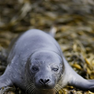A Common Seal pup (Phoca vitulina) resting on seaweed covered shingle, North Kessock, Scotland