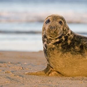 Grey Seal (Halichoerus grypus) female propped up with flipper looks to camera, Lincolnshire, UK (RR)