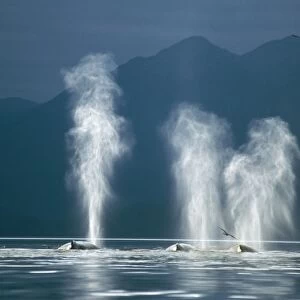 Humpback Whales (Megaptera novaeangliae) blowing. Tenakee Inlet, South East Alaska