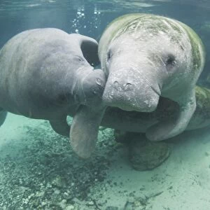 Juvenile West Indian manatee playing with adult (Trichechus manatus), Crystal River, Florida, USA (RR)