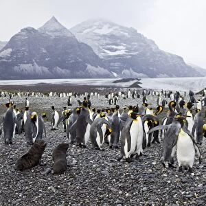 King Penguin (Aptenodytes patagonicus) breeding and nesting colonies on South Georgia Island, Southern Ocean. King penguins are rarely found below 60 degrees south, and almost never on the Antarctic Peninsula. The King Penguin is the second largest