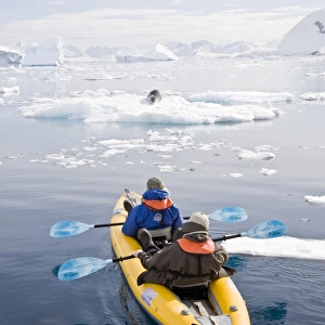 National Geographic photographer Joel Sartore and his wife Kathy kayaking with a leopard seal near Danco Island, Antarctica. The Leopard seal (Hydrurga leptonyx) is the second largest species of seal in the Antarctic (after the Southern Elephant