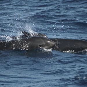 Pair of False Killer Whales at the surface
