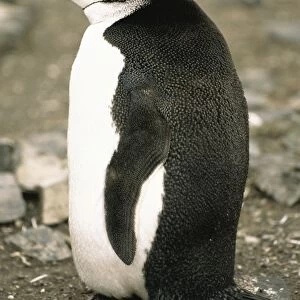 Side profile of Chinstrap penguin (Pygoscelis antarctica) Antarctica