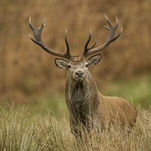 Red Deer (Cervus elaphus) stag standing in long grass. Isle of Mull, Argyll, Scotland, UK