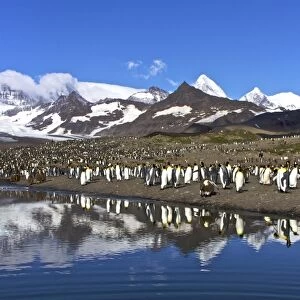 Reflected sunlight on king penguin (Aptenodytes patagonicus) breeding and nesting colonies on South Georgia Island, Southern Ocean. King penguins are rarely found below 60 degrees south, and almost never on the Antarctic Peninsula. The King Penguin