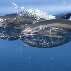 Spinner dolphins(stenella longirostris). Two spinner dolphins showing the dark beak and eye markings. Eastern
