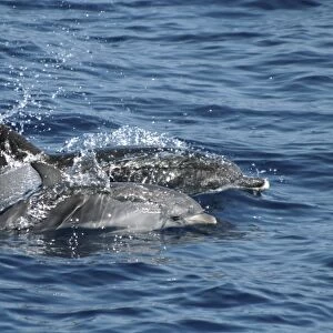 Spotted Dolphin Mother and Calf. Azores, North Atlantic