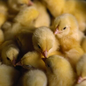 AGRICULTURE Farming Poultry 1 day old chicks