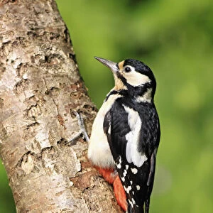 Animals, Birds, Woodpecker