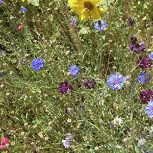 bleuet; Blue; Centaurea cyanus; Cornflower; Cornflowers; Europe; European; Flower; Flowers; France