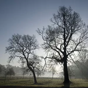 Castle Coole estate on a frosty morning with backlit silhouetted leafless trees
