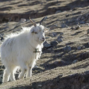 China, Tibet, Close up view of a goat on a mountain slope