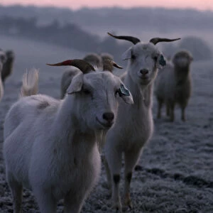 ENGLAND, Oxfordshire, Agriculture Cashmere goats standing on frosty ground in early