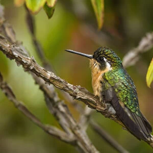 A female Grey-tailed or Gray-tailed Mountaingem Hummingbird perched on a branch in the