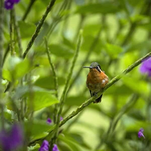 A female White-bellied Mountain-gem Hummingbird perches in a thicket of Porterweed in the