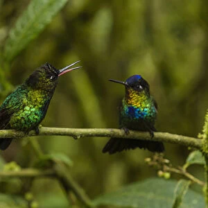 Fiery-throated Hummingbirds in Cost Rica