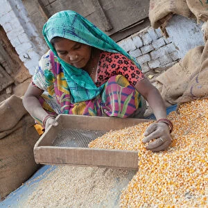 India, Uttar Pradesh, Faizabad, A woman winnowing corn